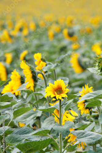 Field of sunflowers