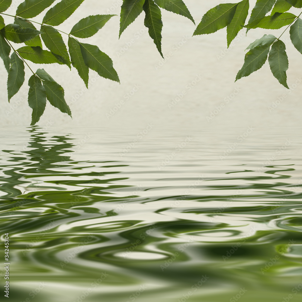 Green leaves reflecting in the water Green leaves reflecting in the water