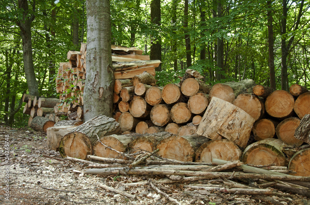 Pile of chopped woods in the forest Pile of chopped woods in the forest