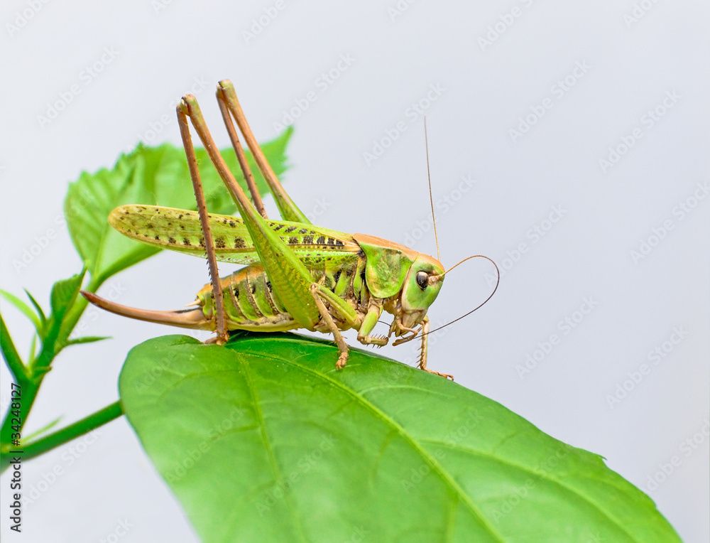 grasshopper sits on leaf grasshopper sits on leaf