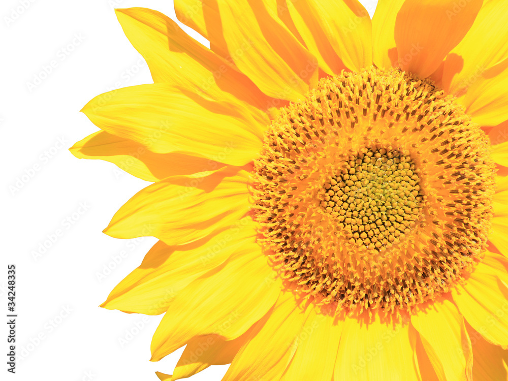 Fototapeta premium Sunflower