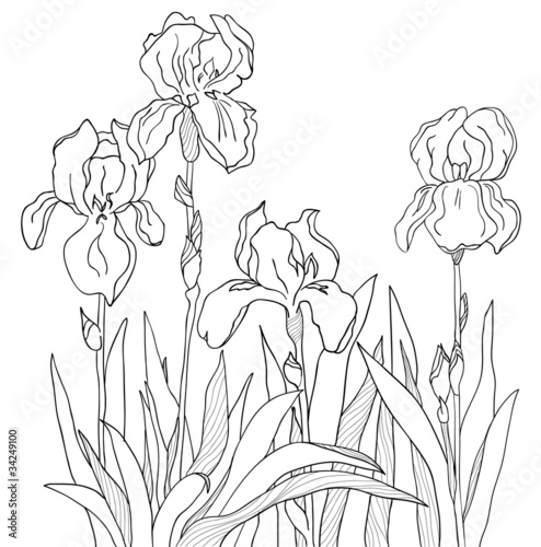Iris