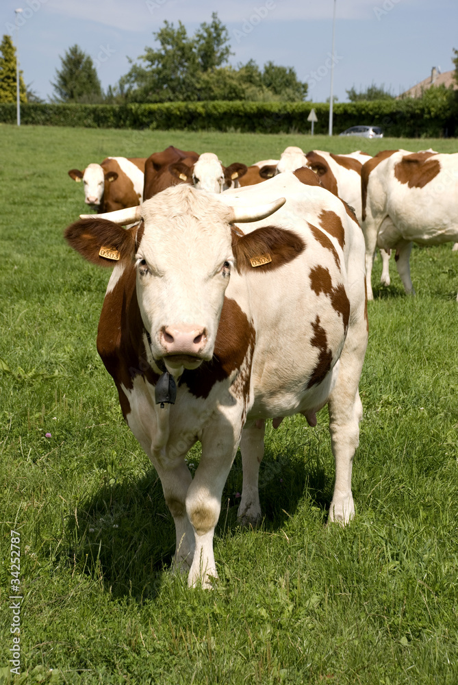 groupe de vache
