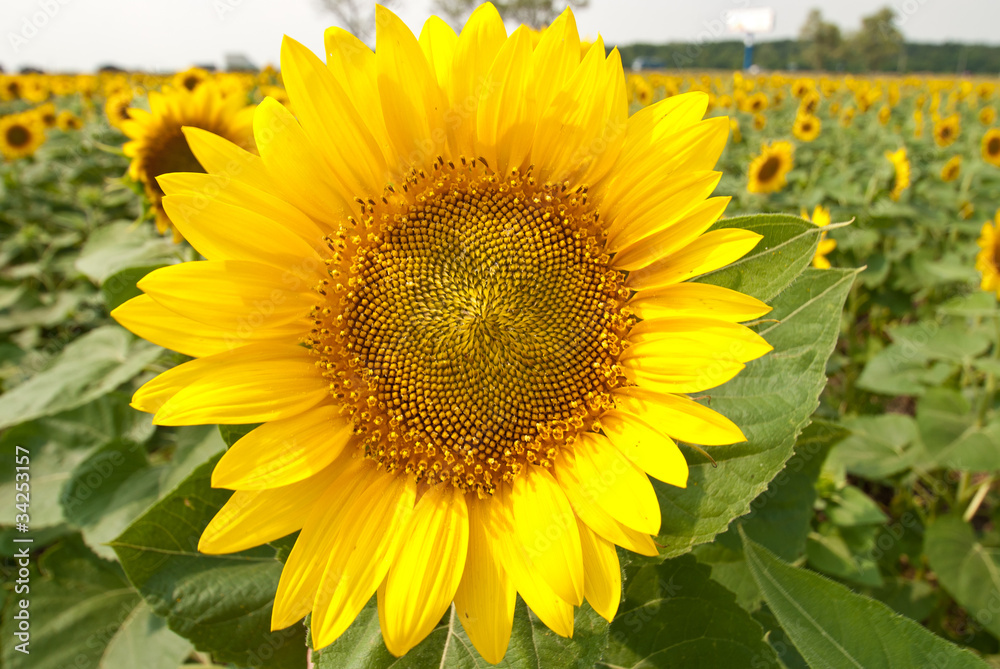 Beautiful sunflowers in the field