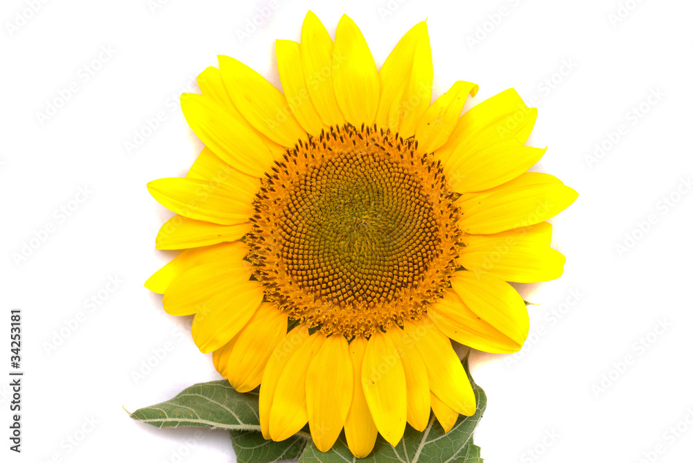 Fototapeta premium beautiful yellow Sunflower petals closeup