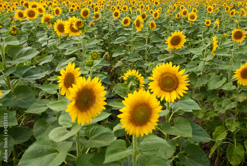 Beautiful sunflowers in the field