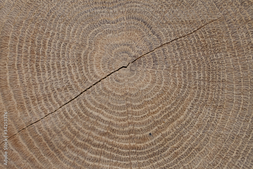 Naklejka premium słoje drzewa