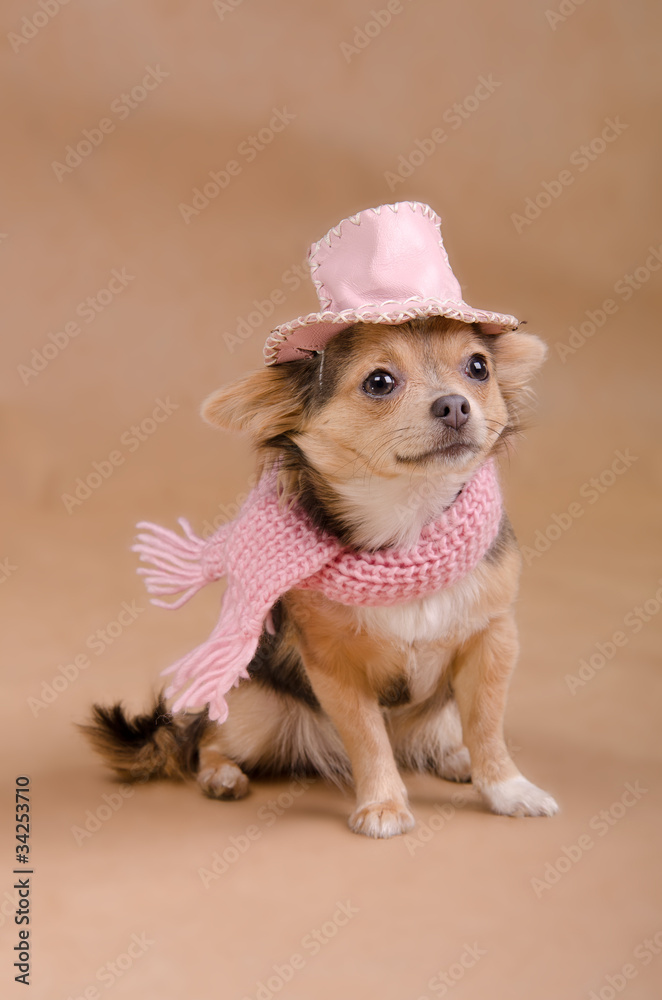 Detective Chihuahua Puppy with pink hat and scarf