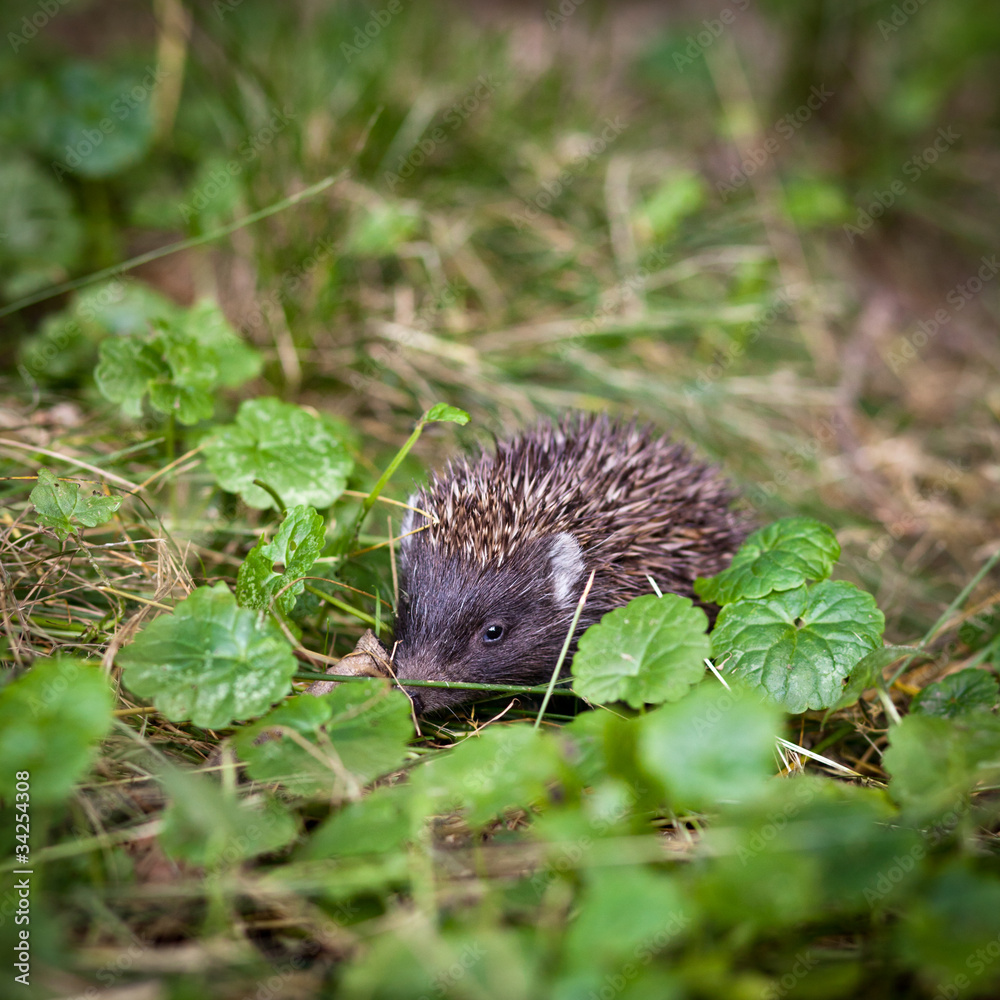 Fototapeta premium Baby European Hedgehog sniffing in grass,