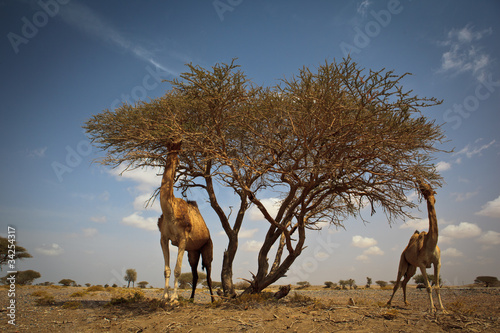 Scene from a hot desert: wild camels feeding on acacia