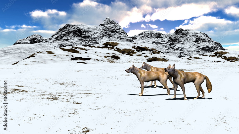 Naklejka premium コヨーテ