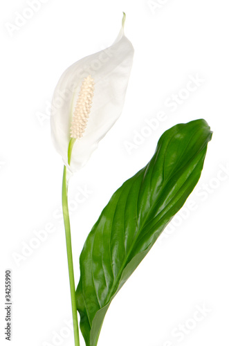 Beautiful white anturio flower