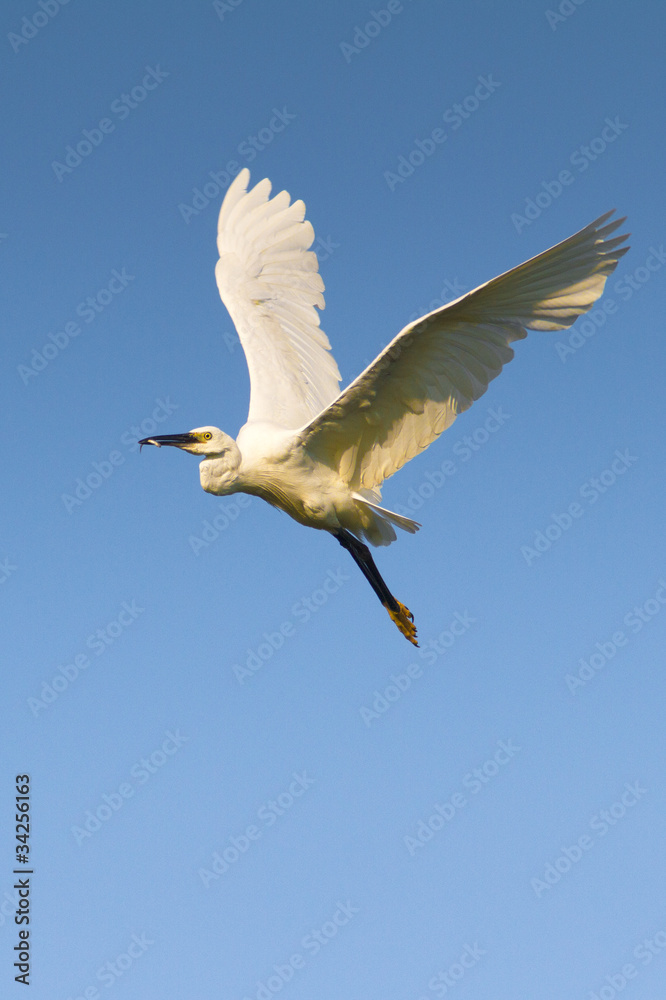 Little Egret (Egretta garzetta) in flight Little Egret (Egretta garzetta) in flight