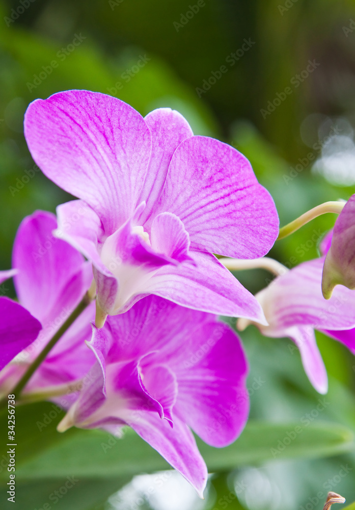 Beautiful purple orchid on green leaf background. Beautiful purple orchid on green leaf background.