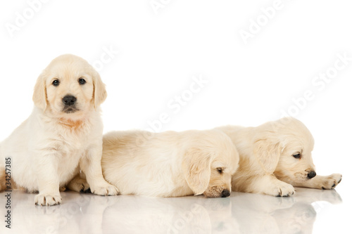 three puppies