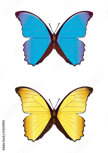 schmetterling / butterfly