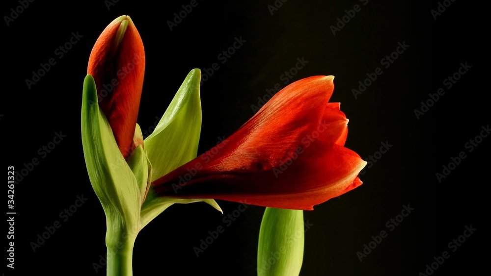 Amaryllis Timelapse