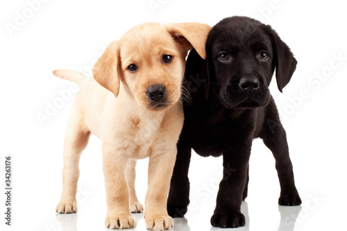 Fototapeta Naklejka Na Ścianę i Meble -  two cute labrador puppies