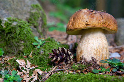 Boletus Edulis