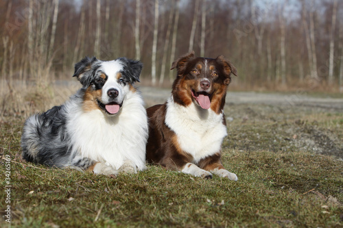 two australian shepherd dogs of differents colors