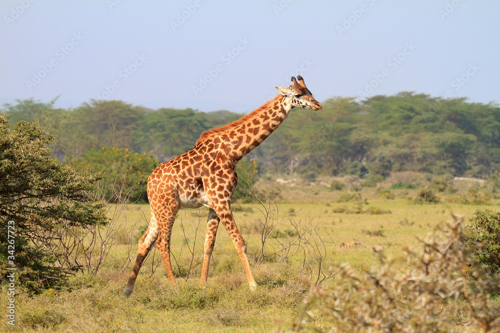 Rothschild giraffe in Kenya