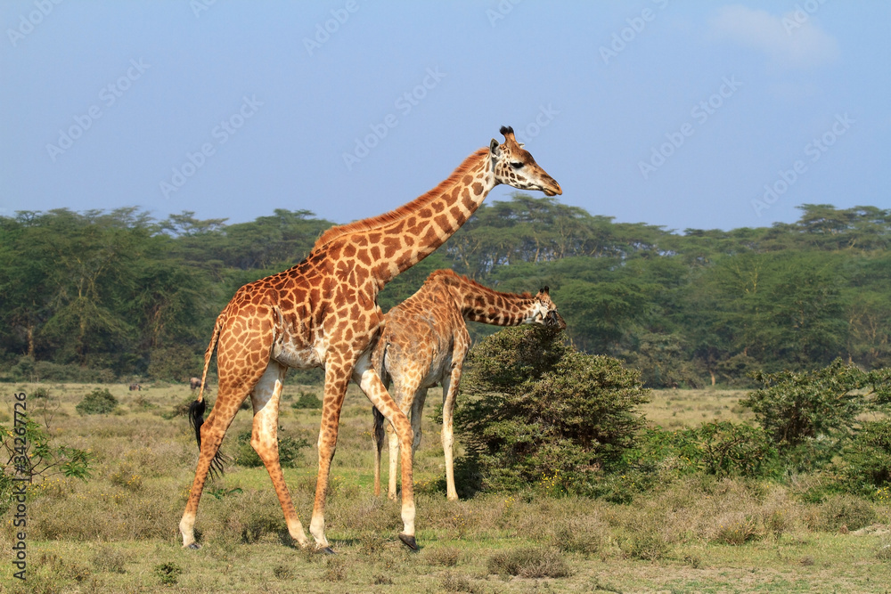 Naklejka premium Rothschild giraffe in Kenya