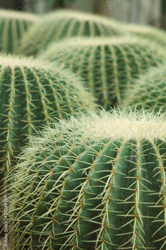 Cactus of sphericity style grows in sand