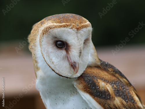 Common barn owl © pr2is