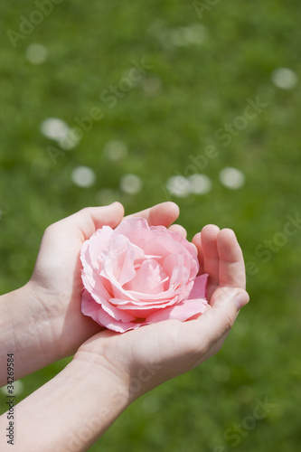 Rosenblüte in der Hand