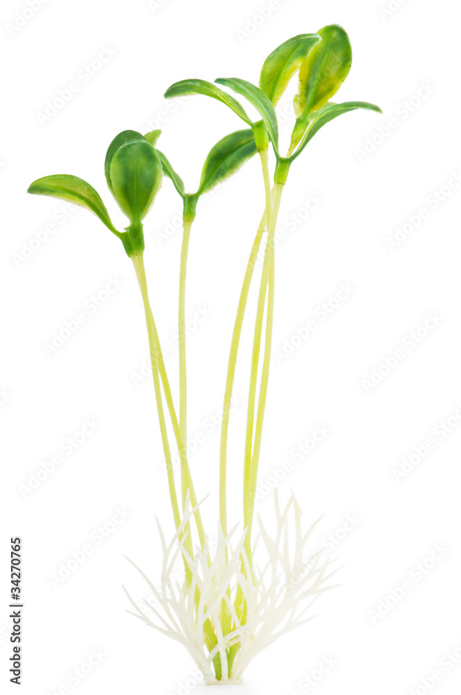 Fototapeta premium Nature concept - Seedlings on white