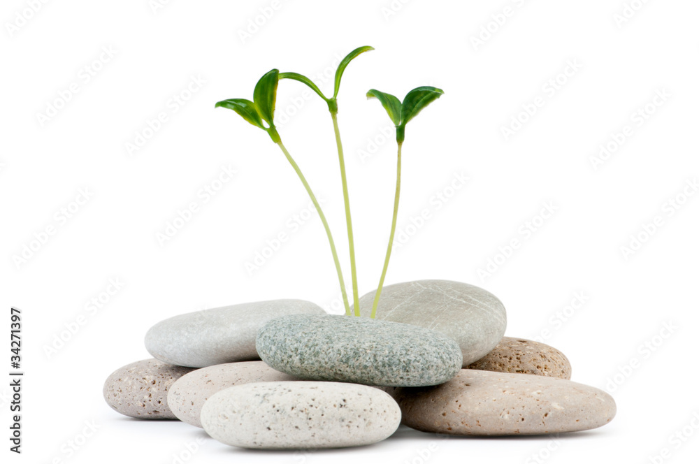 Fototapeta premium Pebbles and seedlings - alternative medicine concept