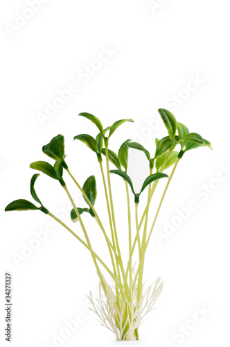 Nature concept - Seedlings on white