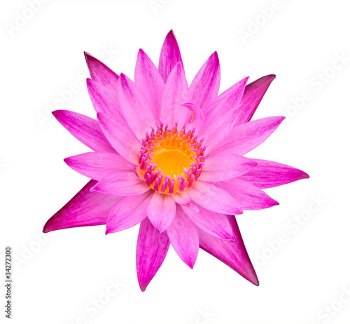 pink water lily isolated