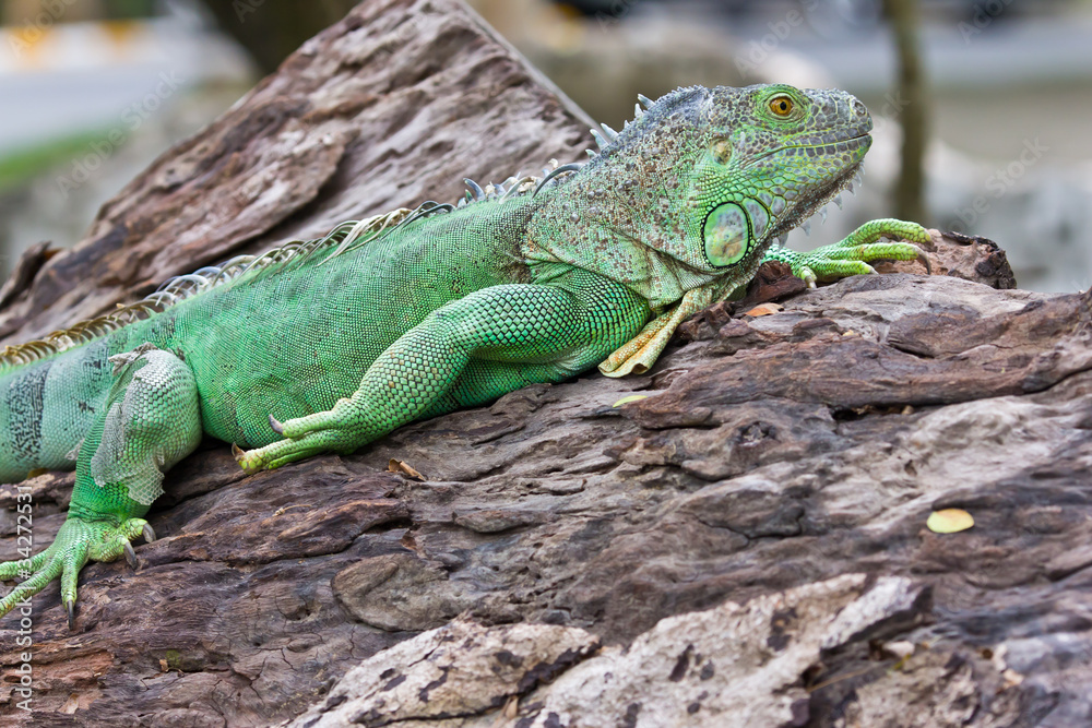Fototapeta premium green iguana