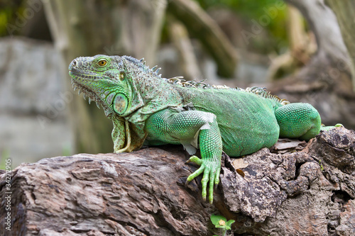green iguana © tungphoto