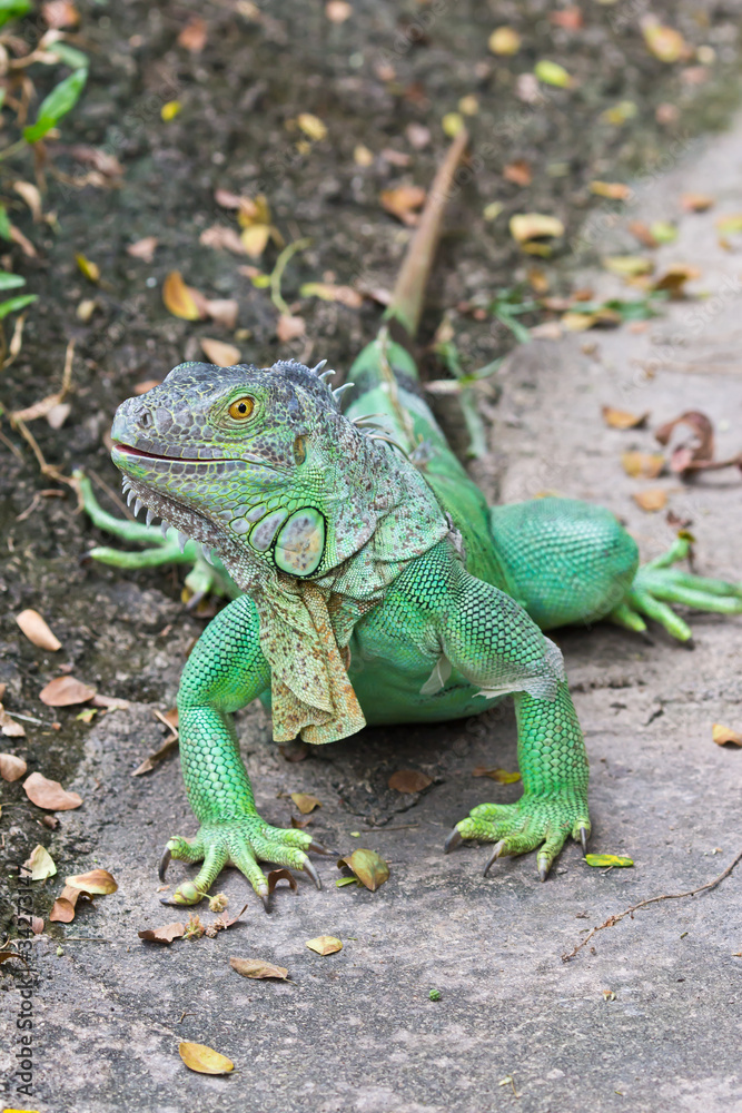 Fototapeta premium green iguana
