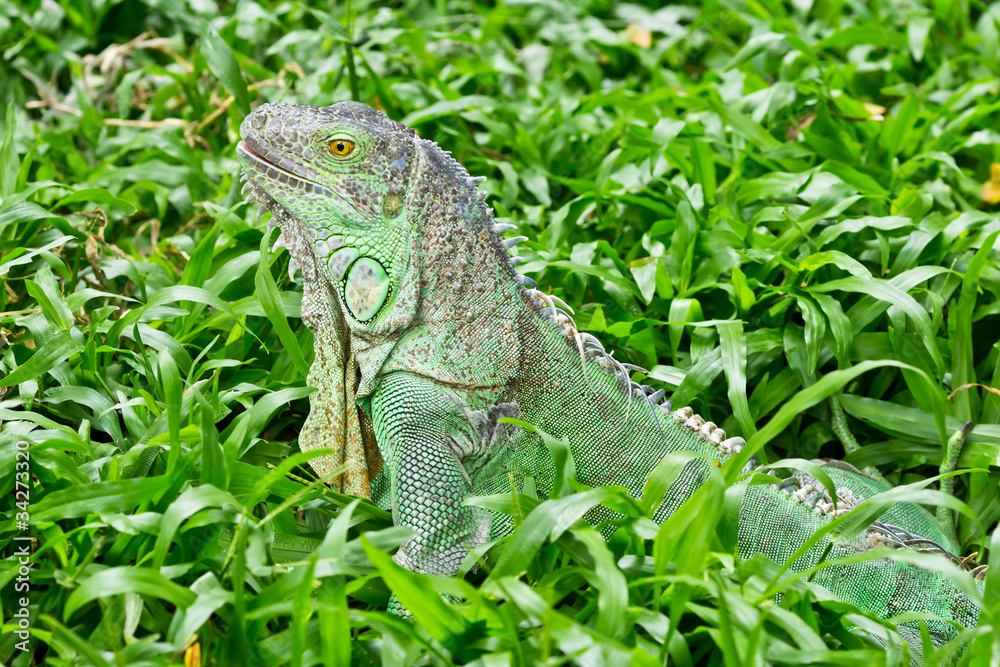 Obraz premium green iguana