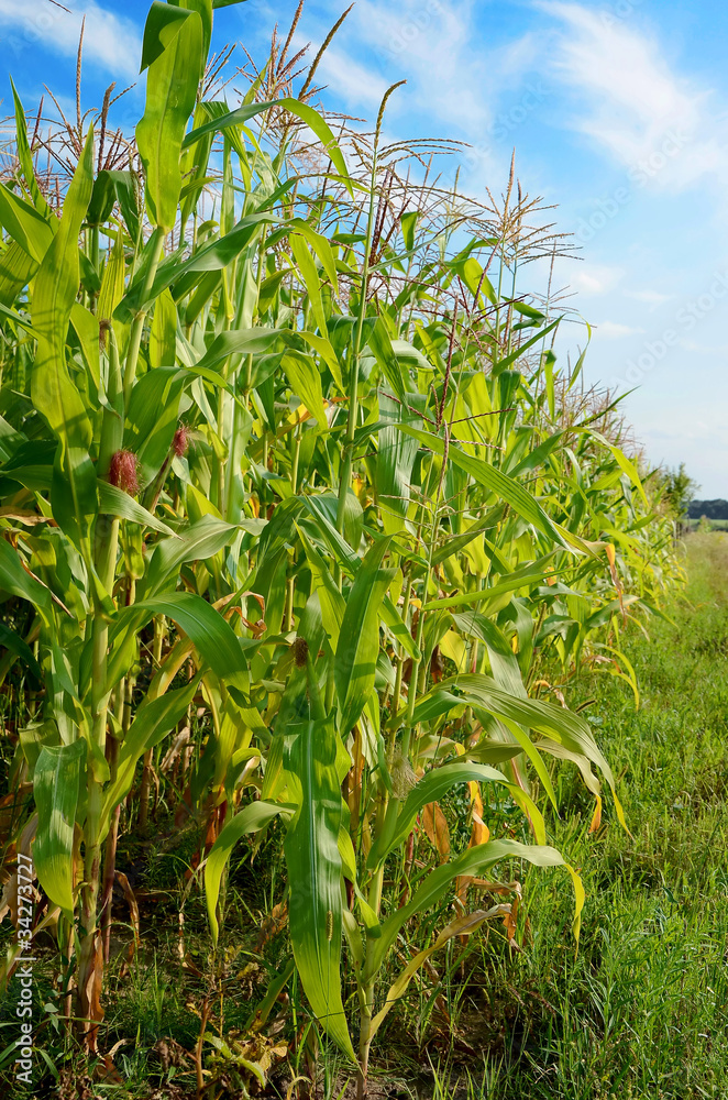 Obraz premium corn on a vegetable garden