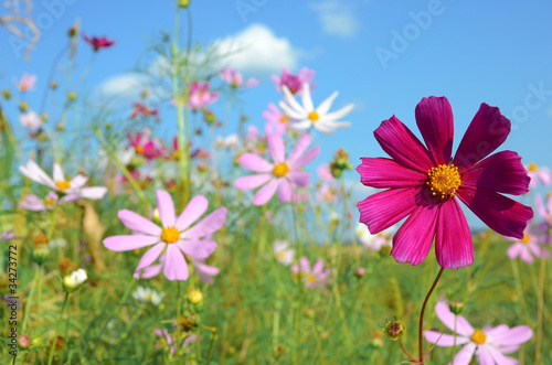 Fototapeta Naklejka Na Ścianę i Meble -  flowers on the meadow
