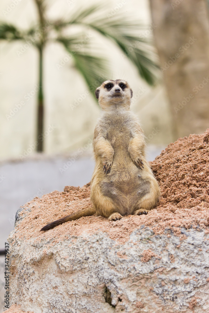 Fototapeta premium portrait of meerkat
