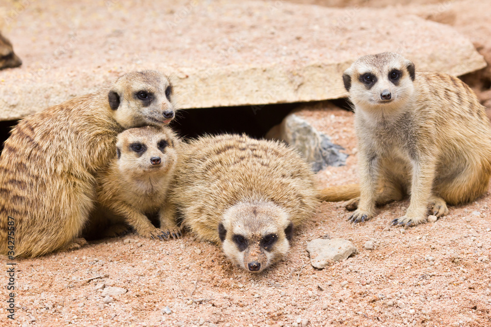 portrait of meerkat portrait of meerkat