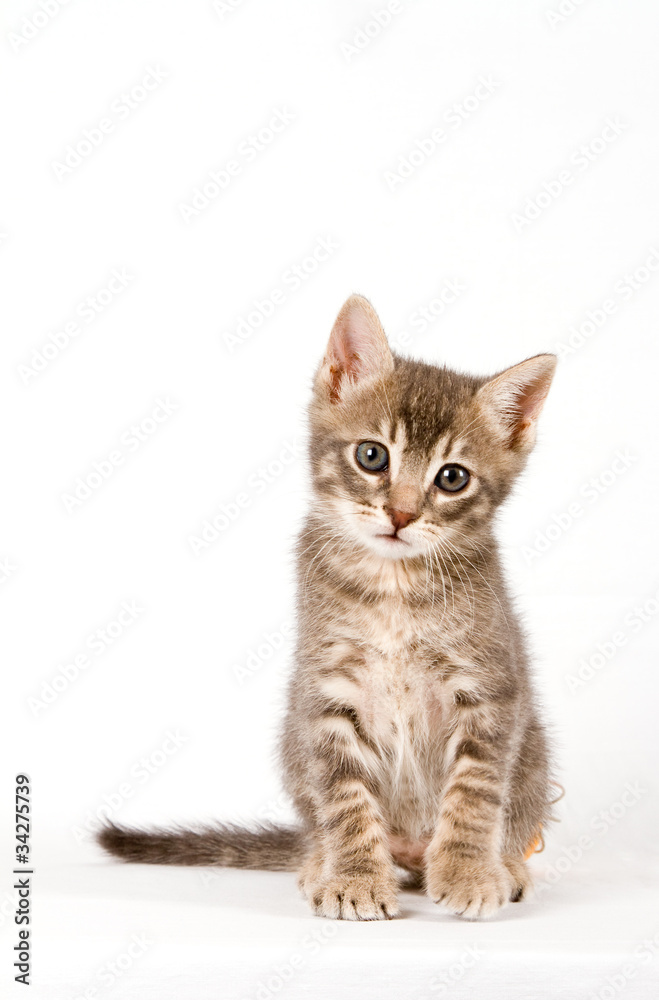 Fototapeta premium Baby cat