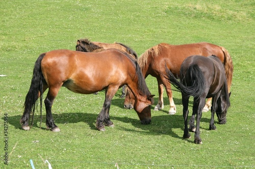 Grazing horses