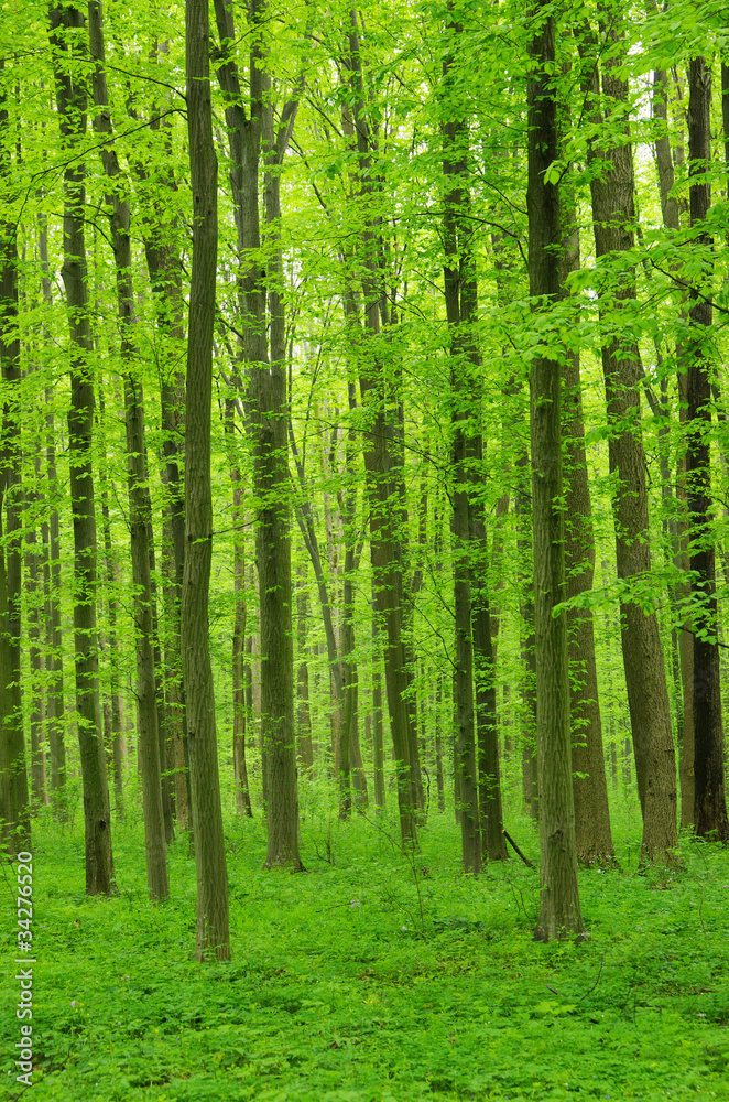 Fototapeta premium forest