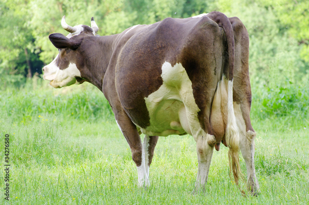 cow cow