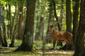 Stickers Hert Statig hert in groene natuur  © wojciech nowak
