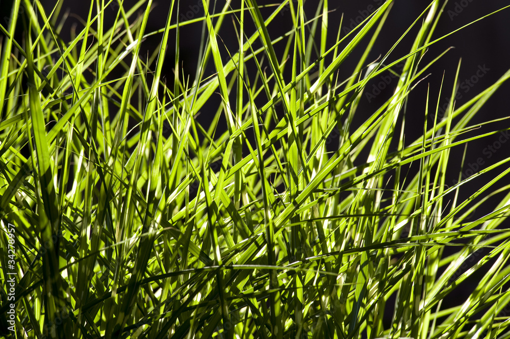 Obraz premium Green grass