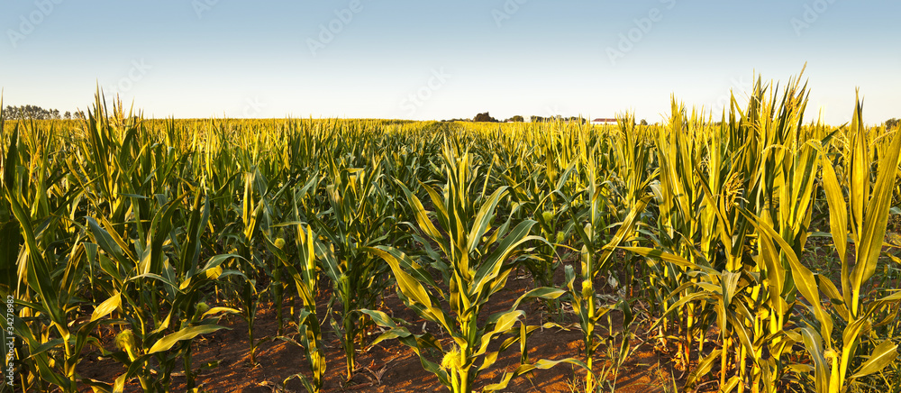 corn rows
