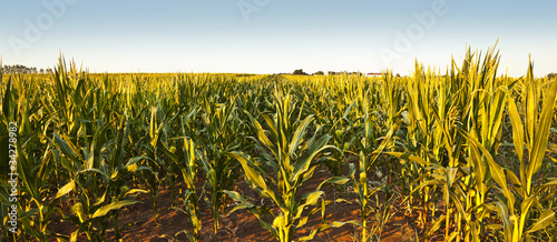 Obraz na płótnie corn rows w salonie