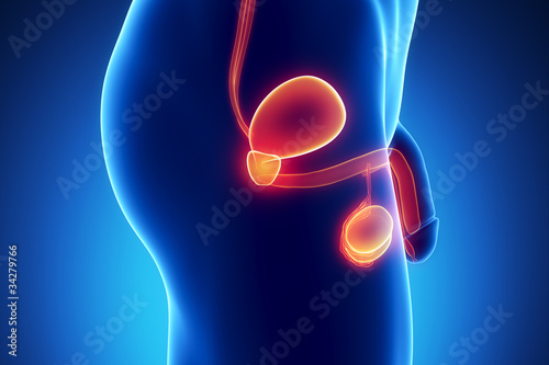 Male Urogenital anatomy lateral view photo